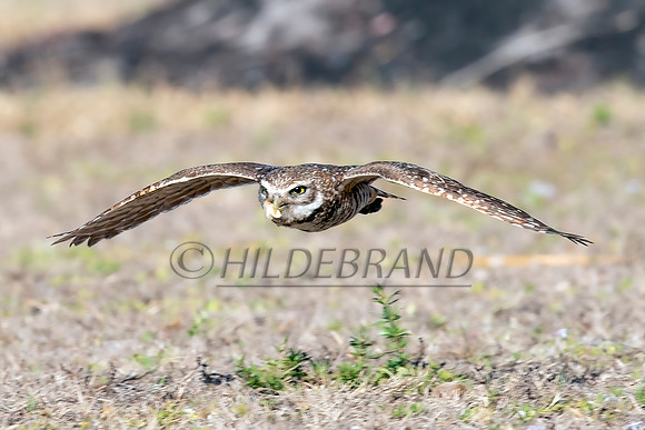 Burrowing Owl