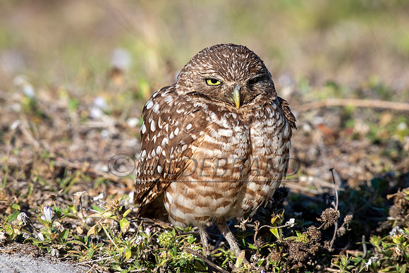 Burrowing Owl