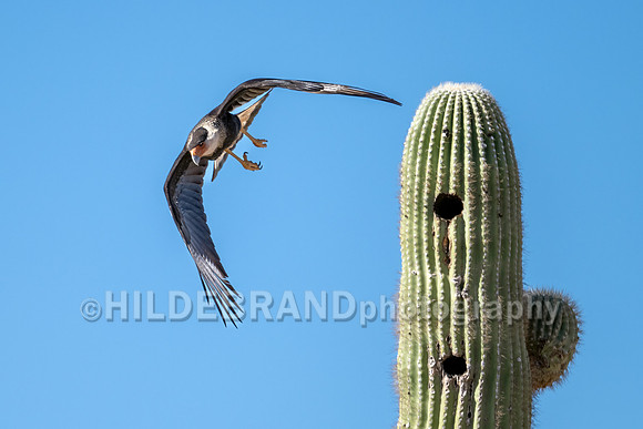 Crested Caracara
