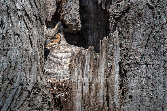 Great Horned Owl