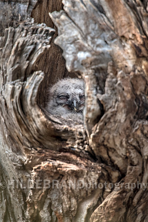 Owlet
