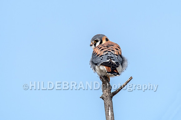 American Kestrel
