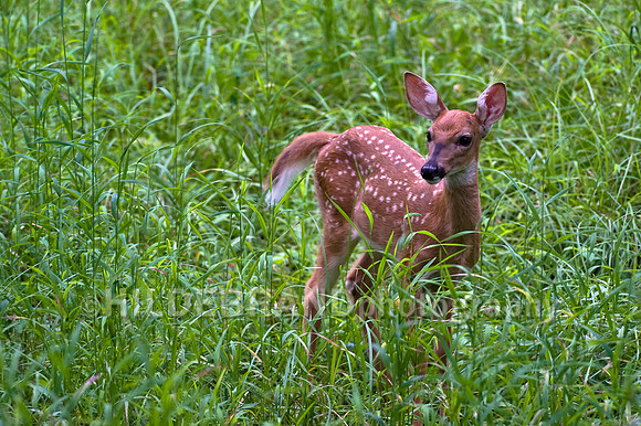 Fawn