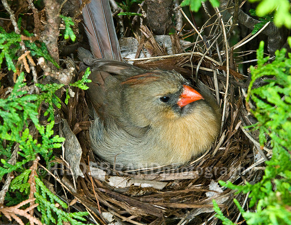 Female Cardinal on Nest