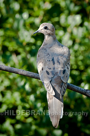 Morning Dove