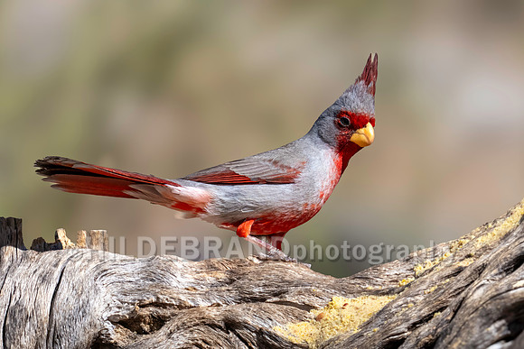 Pyrrhuloxia