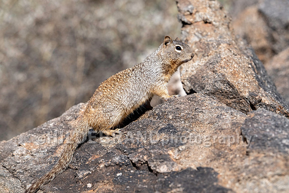 Rock Squirrel
