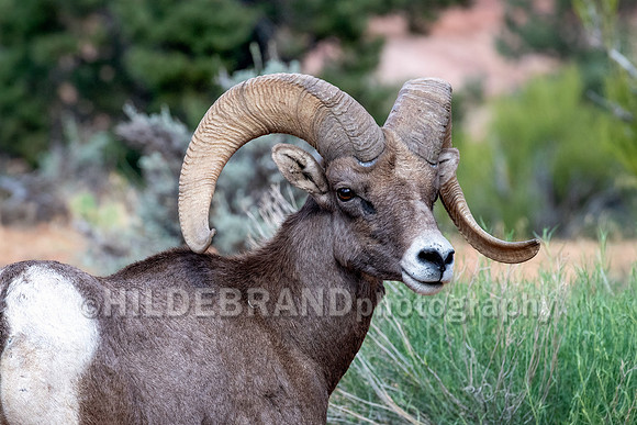 Desert Bighorn