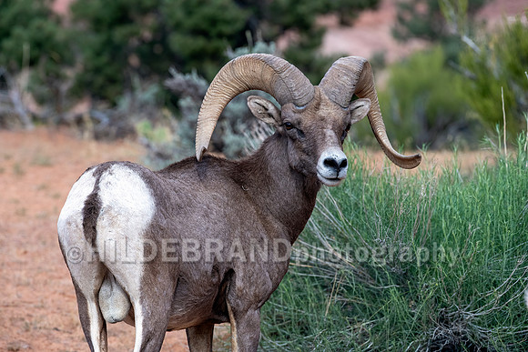Desert Bighorn