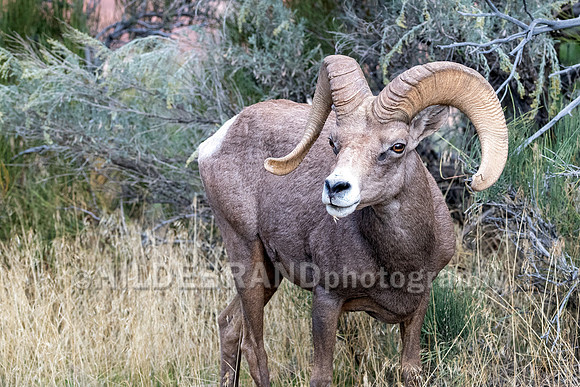 Desert Bighorn