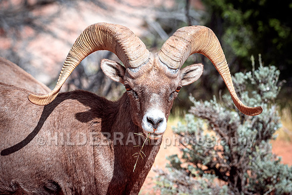 Desert Bighorn