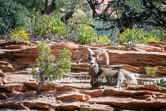 Desert Bighorn