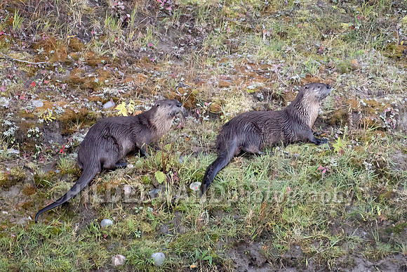 River Otters