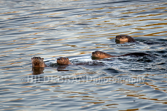 River Otters