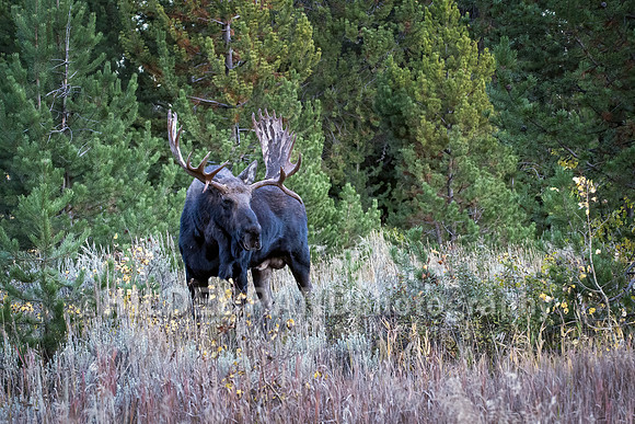 Hoback