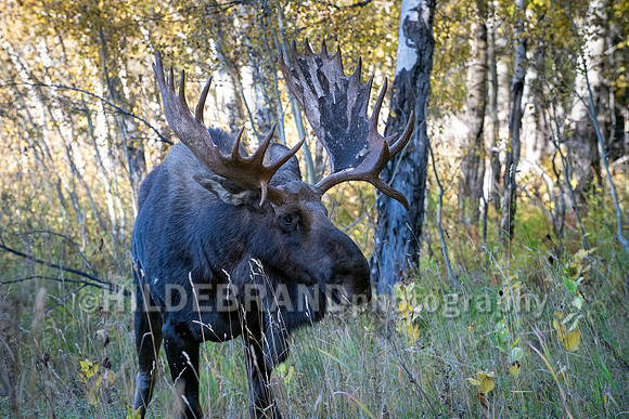 Hoback