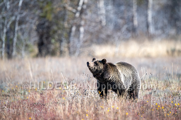 Grizzly Bear 1063 - Bonita