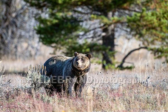 Grizzly Bear 1063 - Bonita