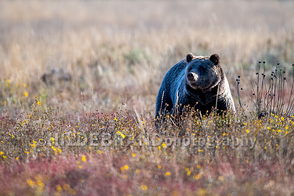 Grizzly Bear 1063 - Bonita