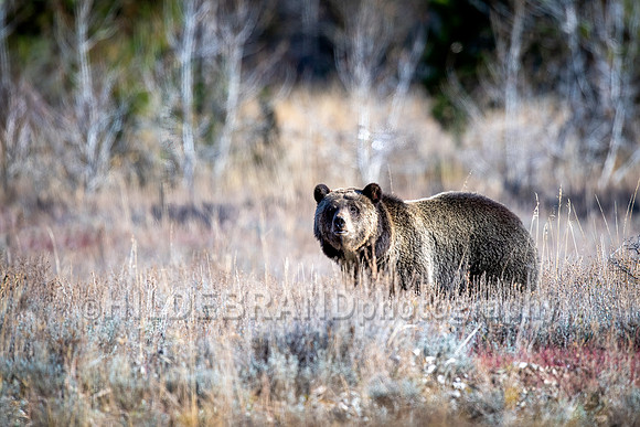 Grizzly Bear 1063 - Bonita