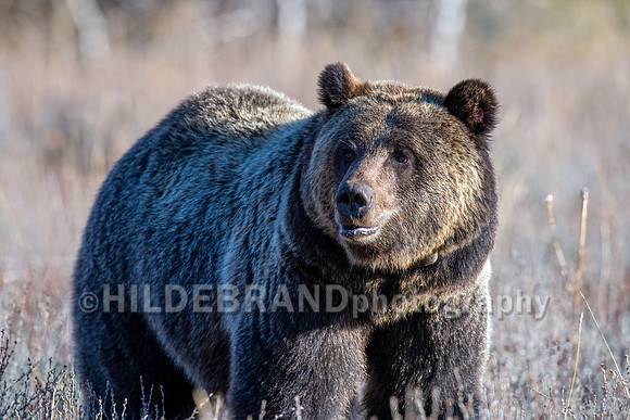 Grizzly Bear 1063 - Bonita