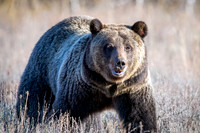 Grizzly Bear
