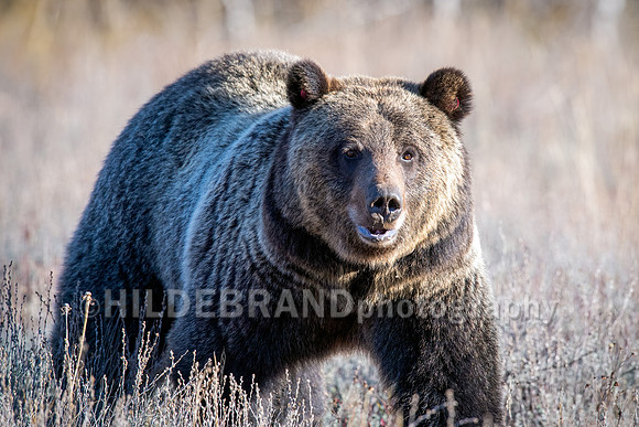 Grizzly Bear 1063 - Bonita