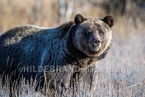 Grizzly Bear 1063 - Bonita