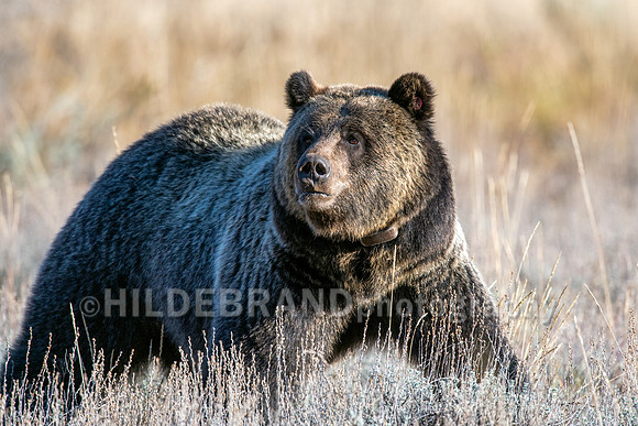 Grizzly Bear 1063 - Bonita