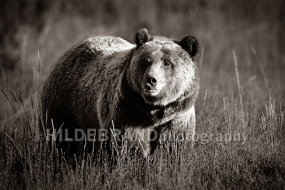 Grizzly Bear 1063 - Bonita