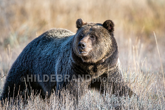 Grizzly Bear 1063 - Bonita