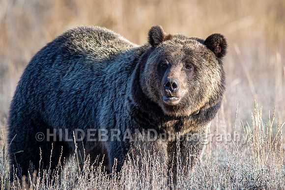 Grizzly Bear 1063 - Bonita