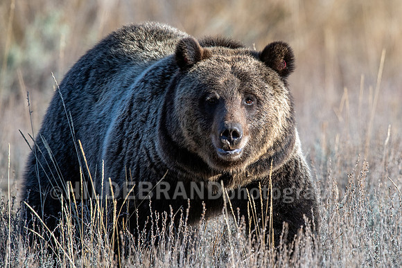 Grizzly Bear 1063 - Bonita