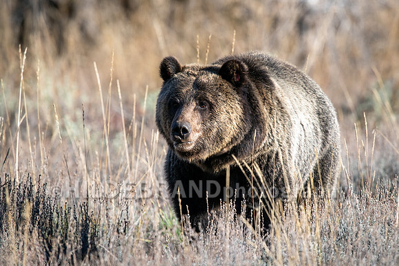 Grizzly Bear 1063 - Bonita