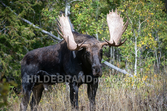 Moose