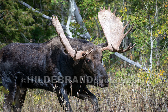 Moose