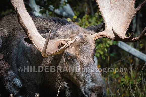Moose