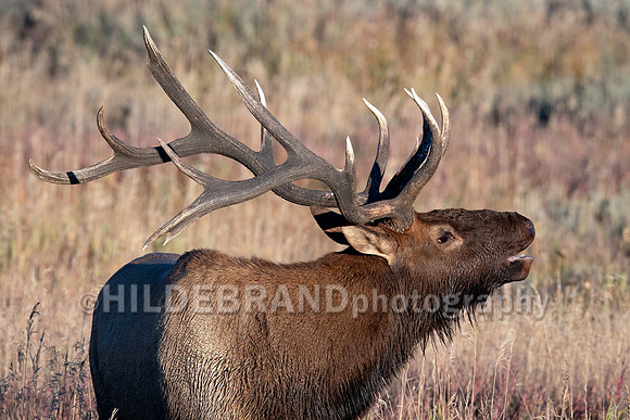 Elk