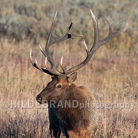 Elk