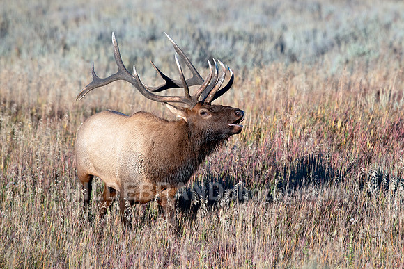 Elk