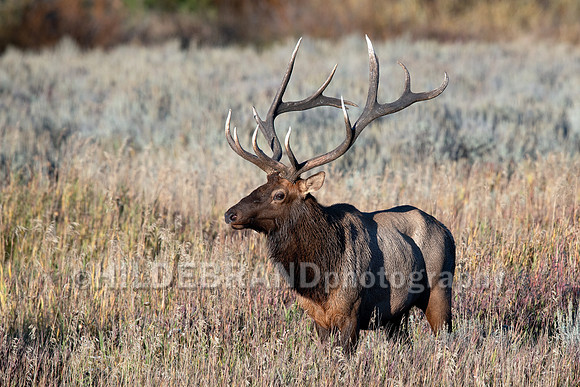 Elk