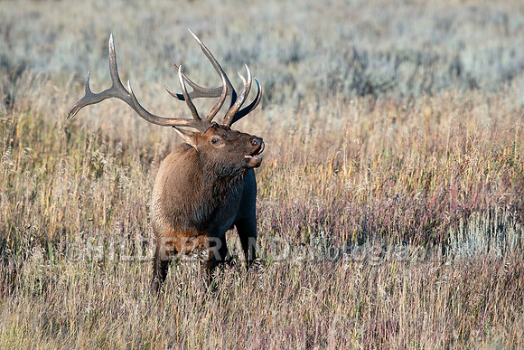 Elk