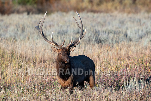 Elk