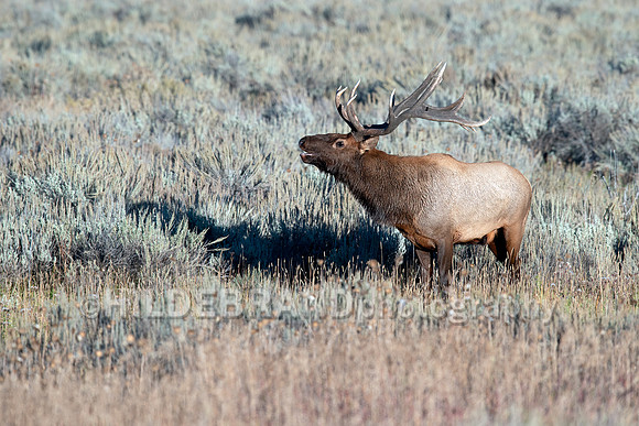 Elk