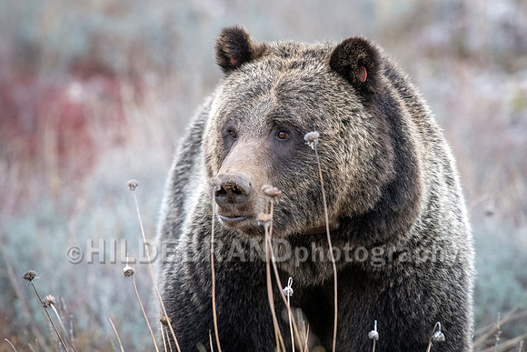 Grizzly Bear 1063 - Bonita
