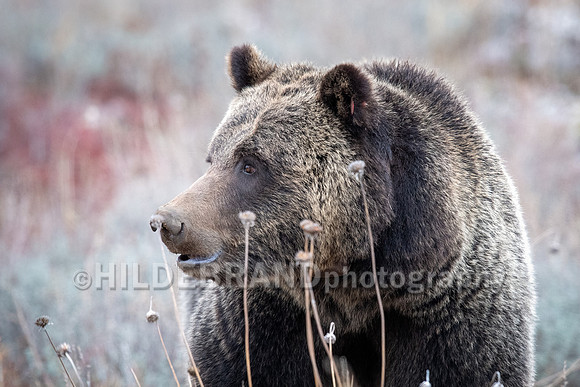 Grizzly Bear 1063 - Bonita