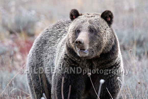Grizzly Bear 1063 - Bonita