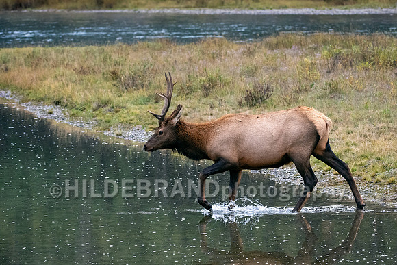 Elk