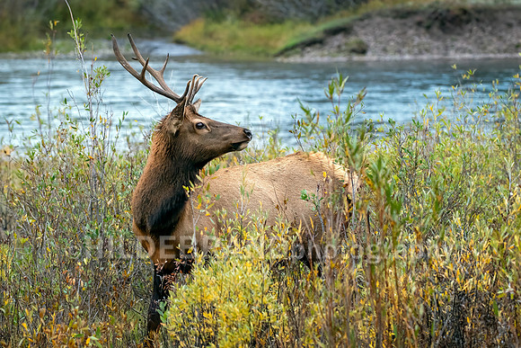Elk