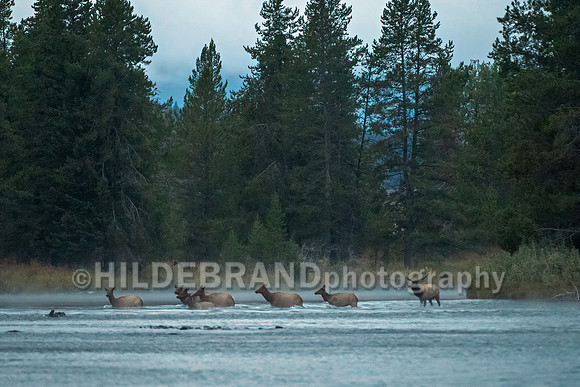 Elk - River Crossing